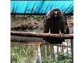 Download Lagu SUARA INDAH ELANG JAWA  ( JAVA EAGLE ) DI SUAKA ELANG GUNUNG SALAK