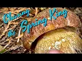 Chasing Spring King Boletes Boletus rex-veris in the PNW - Spring Mushroom Hunting Edible Plants