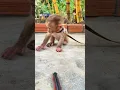 Download Lagu Why did the monkey scream and run- Blame the sneaky millipede! 🐛😵 #shortvideo #millipede #monkey