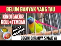 Lagu CARA MERAWAT BURUNG KINOI AGAR CEPAT GACOR