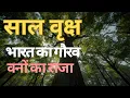 Sal Tree Shorea robusta Distribution Uses and Botanical Importance IAS