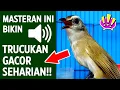 Download Lagu Pancingan trucukan gacor ngalas tarung ropel paling bagus untuk pancingan trucukan agar bunyi nyaut MP3