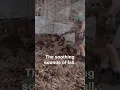 The soothing sounds of fall