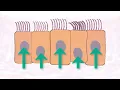 Epithelial Tissue Types Explained Simple Stratified Pseudostratified Transitional Epithelium