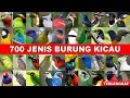 Download Lagu 700 JENIS BURUNG KICAU, NAMA NAMA BURUNG KICAU