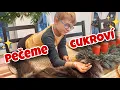 Lagu VLOGMAS #14 | Pečeme cukroví | 3. adventní neděle