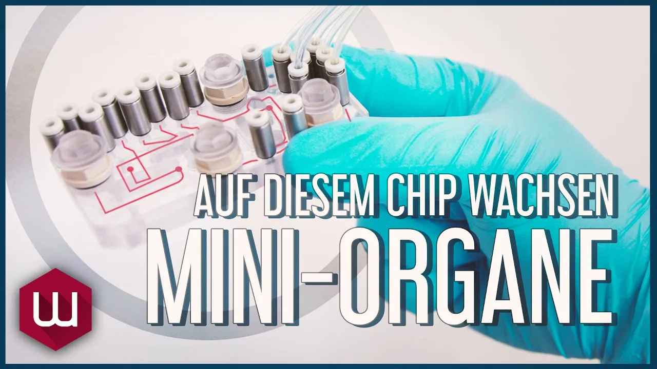 Auf diesem Chip wachsen Mini-Organe