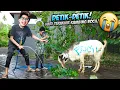 Download Lagu HARI TERAKHIR KAMBING QURBAN BOCIL SEBELUM DI POTONG!!! DIA SEHARIAN SEDIH, SAMPAI DIMANDIIN!!!