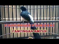 Download Lagu PANCINGAN PAGI HARI MELATIH MENTAL FIGHTER !! PANCINGAN MURAI TERBAIK.