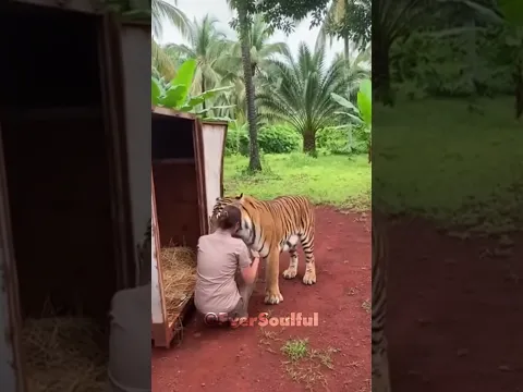 This Tiger Gives His Mom a Hug After Being Set Free