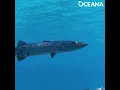 Lagu VIDEO: Great Barracudas Can Swim at Speeds Up to 36 MPH | Oceana