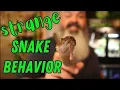 Why Are These Snakes Acting so WEIRD