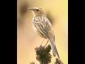 Download Lagu Pipit Bird sound