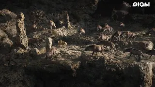 اجمل و افضل لقطة من فيلم الاسد الملك سيمبا The Lion King  اجمل و افضل لقطة من فيلم الاسد الملك سيمبا The Lion King