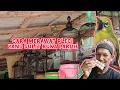 Download Lagu cuma modal ini untuk pleci sulit buka paruh