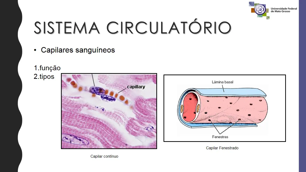 Sistema Circulatório- Histologia