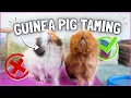 Guinea Pig Taming Do s and Don ts