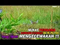 Pikat Burung Tikusan Alis Putih di Pagi Hari 🔴 Part - 1