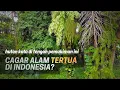 Lagu CAGAR ALAM DEPOK: Sisa Hutan Purba Di Tengah Pemukiman Kota