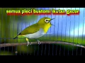 Download Lagu Burung Pleci Gacor Ngalas Nembak Ngotot || Masteran Pleci Bustomi Biar Gacor Parah