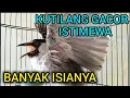 Lagu KUTILANG GACOR BANYAK ISIANYA - KUTILANG GACOR FULL ISIAN MEWAH