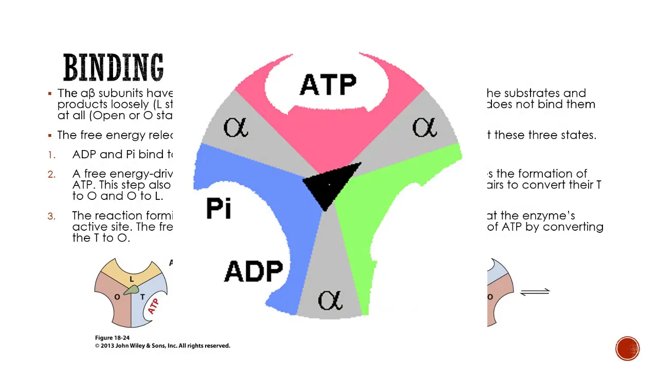 Ch 18 Oxidative Phosphorylation v2018