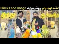 Lagu Big Size | Black face and Congo budgies 