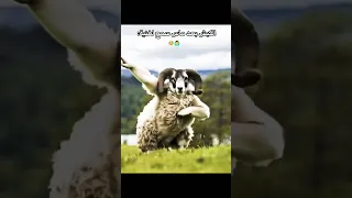 نشري كبش تاع رومانيا يدير 4 ملاين الجزائر تونس المغرب اكسبلور Shorts الجزائر تيك توك تونس 