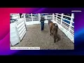 Lolli Bros Livestock Market Horse Sale - Macon MO