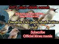 Download Lagu SUARA PIKAT CIBLEK GUNUNG /CIGUN.suara asli cigun di alam