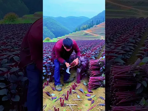 Cultivation of red vegetables in the mountains #shortvideo #dothingsyoudontwanttodo