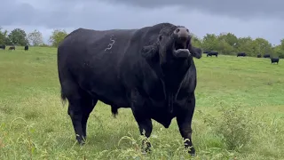 Magnificent Angus bull explains the business of cattle ranching in one minute flat