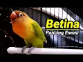 Lagu Suara Burung Lovebird Betina Memancing Emosi Labet Jantan Agar Semangat Bunyi (21/9/21)