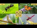 ABC Insects for Kids Learn A-Z Insect Names and Fun Facts