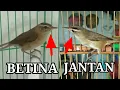 Download Lagu Cara membedakan kerak basi jantan dan betina