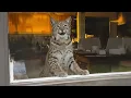 The Sweetest Bobcat Came To My Home For Help - Now She’s Terrified Of Going Outside.