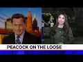 Escaped peacock spends night roosting in tree in the Bronx