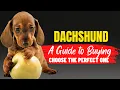 How to Choose the Perfect Dachshund A Guide to Buying