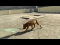 Pitbull 4 Months old puppy practice time