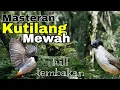 Download Lagu Masteran  KUTILANG  Full isian Mewah TEMBAKAN Rapat || Kutilang Full Isian