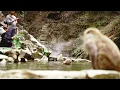 Surrounded by Monkeys in the Mountains of Japan Jigokudani Monkey Park