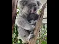 Lagu Cute Cuddling Koala Bear (@reneehowell18/IG)