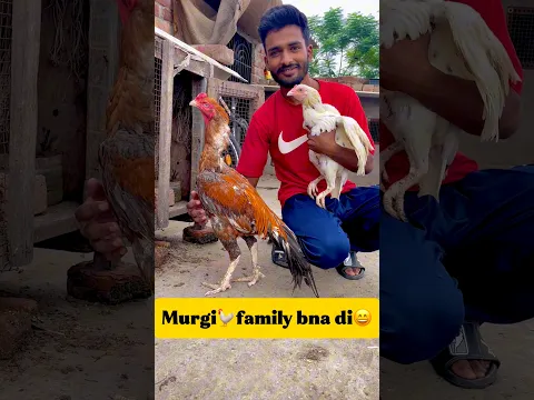 Murgi 🐓family bna di😄 #minivlog #breedingpair #vlog #viral #pets #chicken #aseelmurga #murgi