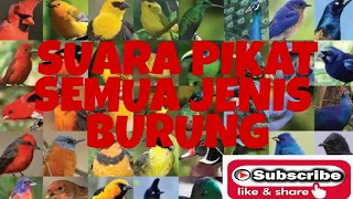 Download SUARA PIKAT SEMUA JENIS BURUNG MP3