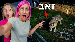 זאב מסוכן פלש לחצר שלנו באמצע הלילה!