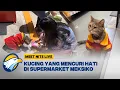 Download Lagu Viral! Kucing Pelayan di OXXO Membuat Pelanggan Senang [Meet Nite Live]