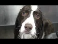 A fierce hunter with a kind heart Springer Spaniel