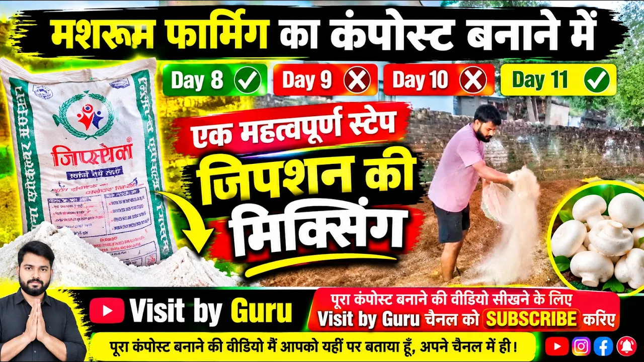 मशरूम कंपोस्ट में जिप्सम मिलाने का सही तरीका | Mushroom Farming Day 11 |@VisitbyGuru