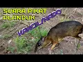 Download Lagu suara pikat/pemanggil kancil pelanduk
