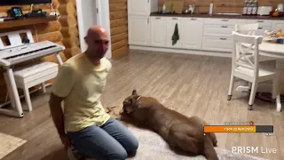 Прямая трансляция I_am_puma